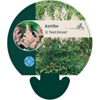 Astilbe