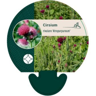 Purpurtidsel 'Atropurpureum'