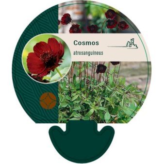 Chokoladeblomst