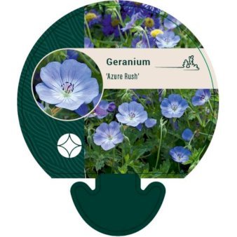 Storkenæb 'Azure Rush'