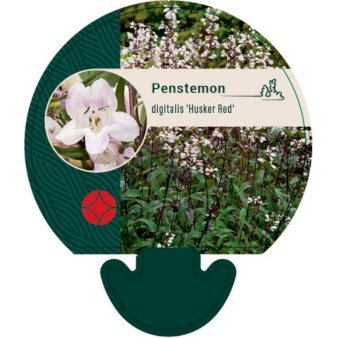 Rørblomst