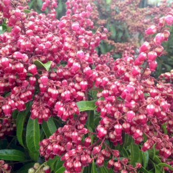 Pieris Japonica 'Valley Valentine' Potte 5,0 liter 40-50 cm.