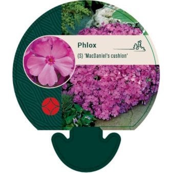 Lyngfloks 'MacDaniel's Cushion'