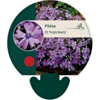 Lyngfloks 'Purple Beauty' 0,8 liter potte