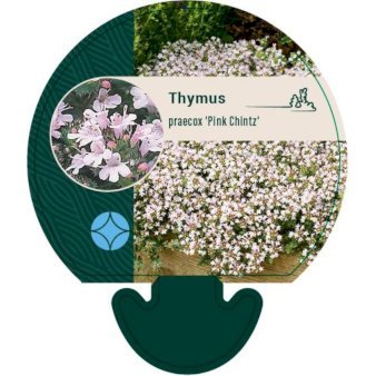 Krybende Timian 'Pink Chintz'
