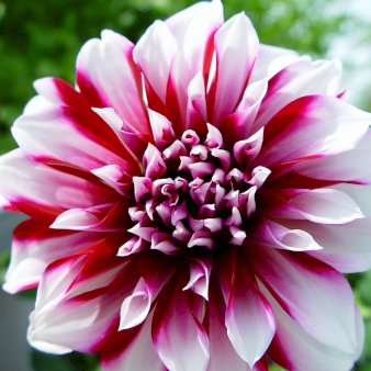 Dahlia Santa Claus