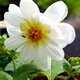 Dahlia Sneezy