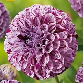 Dahlia Marble Ball