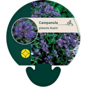 Nøgleklokke 'Acaulis'