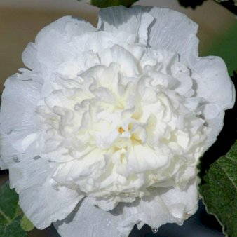 Stokrose 'Chater's Double White'