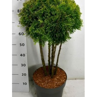 Almindelig Thuja 'Golden Smaragd'