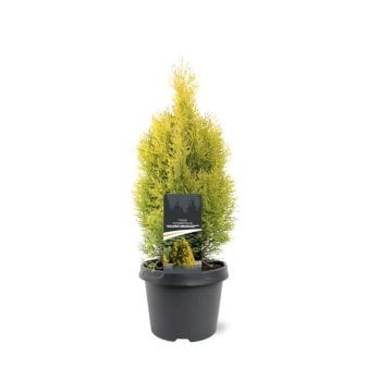 Almindelig Thuja 'Golden Smaragd'