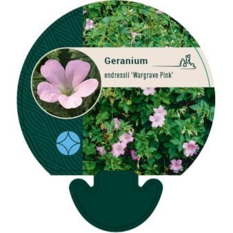 Storkenæb 'Wargrave Pink'