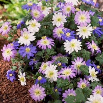 Balkan-Anemone mix blomsterløg, 100 stk.