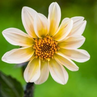 Dahlia Happy Days Cream White