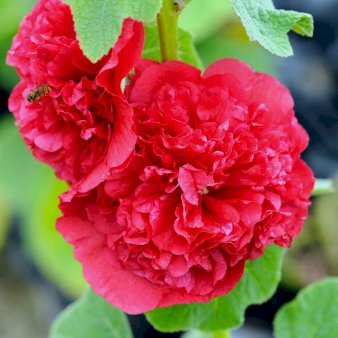 Stokrose 'Chater's Double Red'