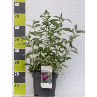 Sommerfuglebusk Buzz 'Magenta' 6 liter potte
