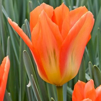Tulipan 'Orange Emperor' Blomsterløg, Antal pr. pakke 100 stk.