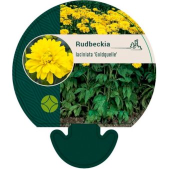 12 stk. Solhat 'Goldquelle' 9 cm. potte