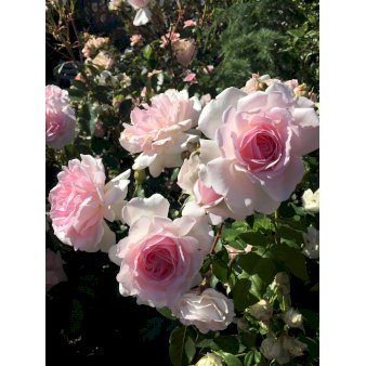 Rose âEmmelie de Forest Foreverâ PlantânâRelax (R)