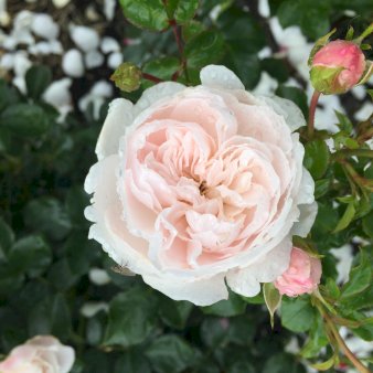 Rose Genforenings Rose PlantânâRelax