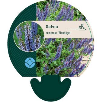 Staude-Salvie 'Blauhügel'