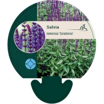 Staude-Salvie 'Caradonna'