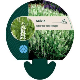 Staude-Salvie 'Schneehügel'