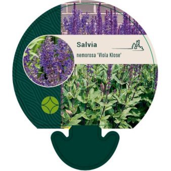 Staude-Salvie 'Viola Klose'
