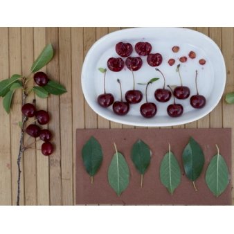 Buskformet Surkirsebær 'Porthos' 2-5 grene, 3-4 års. Potte 10 liter,- 100-140 cm.