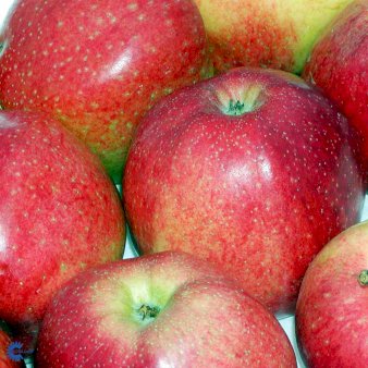 Æble 'Alkmene Cevaal' 4-8 grene. 3-4 års. Potte 37,5 liter,- 180-220 cm.