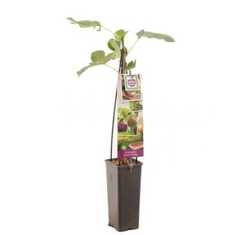 Figen ‘Brown Turkey’ Potte 2,0 liter,- Opbundet