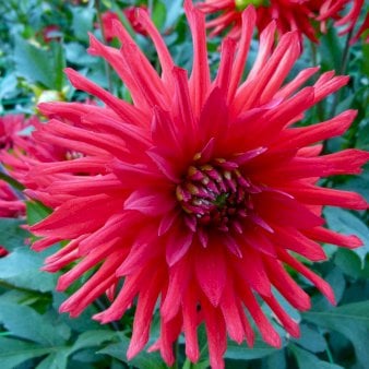 Dahlia Red Labyrinth