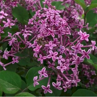 Dværgsyren 'Bloomerang Dark Purple' Potte 5,0 liter 40-50 cm.