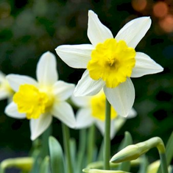 Miniature Narcis 'Topolino' Blomsterløg, Antal pr. pakke 100 stk.