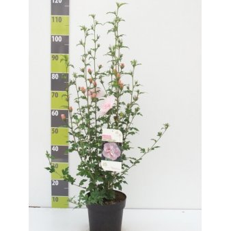 Syrisk Rose Potte 4,0 liter,- 50-60 cm.