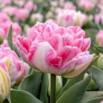 Tulipan 'Foxtrot' Storkøb Blomsterløg, Antal pr. pakke 100 stk.