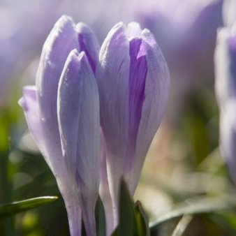 Storblomstrende Krokus 'Vanguard' Storkøb Blomsterløg, Antal pr. pakke 250 stk.