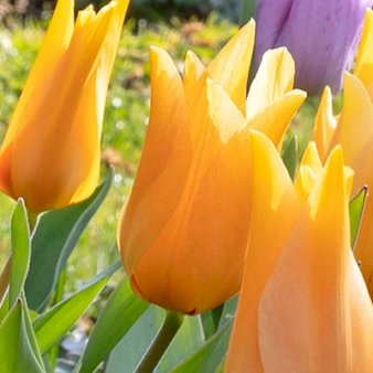 Tulipan praestans 'Shogun' Blomsterløg, Antal pr. pakke 100 stk.