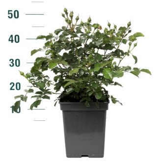 'Capri'Â®