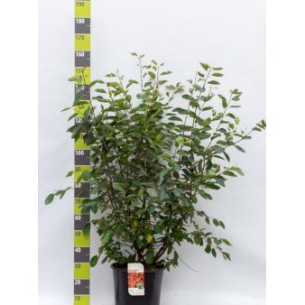 Canadisk Bærmispel Potte 20 liter,- 125-150 cm.