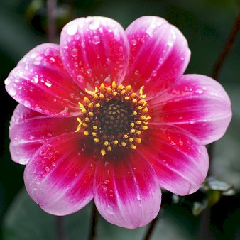 Dahlia Wishes ‘n Dreams
