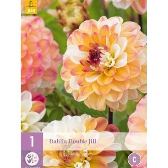 Dahlia Double Jill