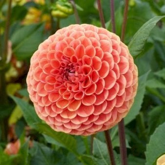 Dahlia Jowey Linda