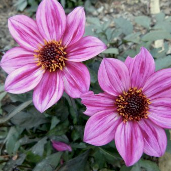 Dahlia Bishop of Leicester