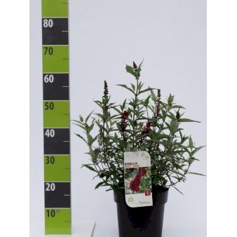 Sommerfuglebusk Buzz 'Wine' 4,5 liter potte