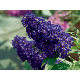 Sommerfuglebusk Buzz 'Midnight' Potte 4,6 liter