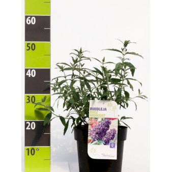 Sommerfuglebusk Buzz 'Midnight' 4,5 liter potte