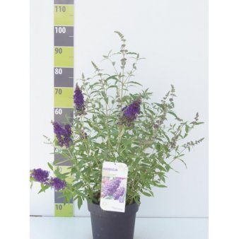 Sommerfuglebusk Buzz 'Midnight' 6 liter potte
