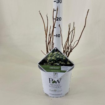 Træagtig hortensia 'Lime Rickey' 3 Liter potte